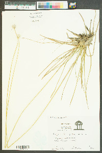 Eriocaulon decangulare image