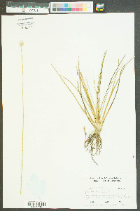 Eriocaulon decangulare image