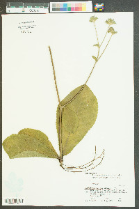 Elephantopus tomentosus image