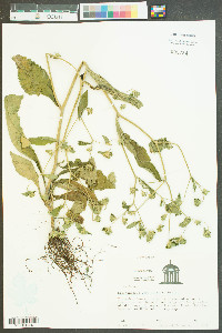 Elephantopus carolinianus image