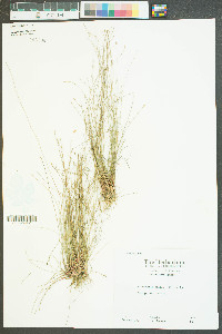 Eleocharis fallax image