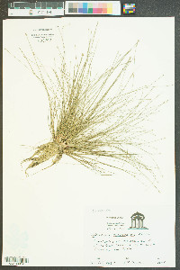 Eleocharis microcarpa image