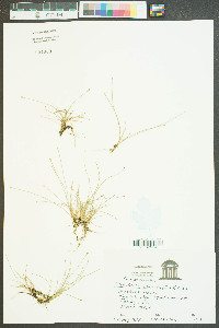 Eleocharis parvula image