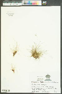 Eleocharis baldwinii image