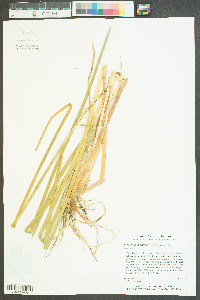 Eleocharis equisetoides image