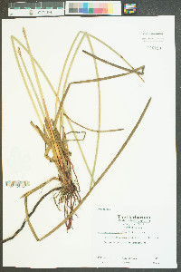 Eleocharis equisetoides image