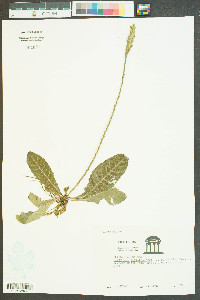 Elytraria caroliniensis image