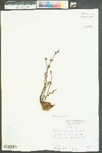 Epifagus virginiana image