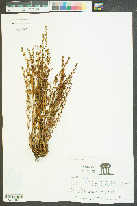 Epifagus virginiana image