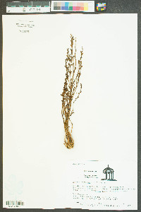 Epifagus virginiana image