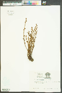 Epifagus virginiana image