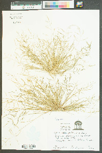 Eragrostis pilosa image