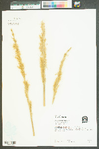 Saccharum giganteum image