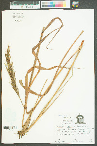 Saccharum baldwinii image