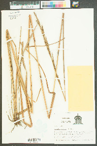 Saccharum baldwinii image