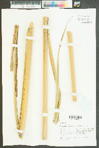 Saccharum giganteum image