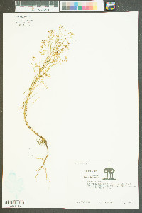 Erigeron canadensis image
