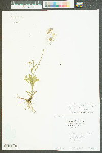 Erigeron linearis image