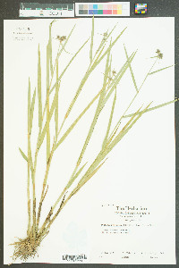 Fuirena breviseta image