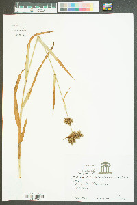 Fuirena breviseta image