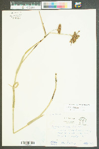 Fuirena squarrosa image