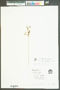 Fimbristylis thermalis image