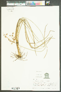 Fimbristylis thermalis image