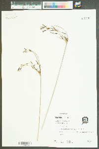 Fimbristylis thermalis image