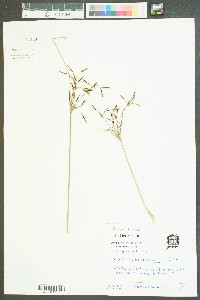 Fimbristylis thermalis image