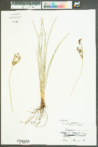 Fimbristylis thermalis image