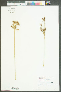 Fimbristylis thermalis image