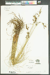 Fimbristylis thermalis image