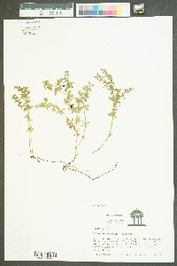 Galium hispidulum image