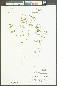 Galium obtusum image