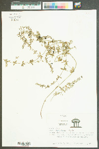 Galium obtusum image