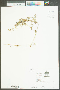 Galium obtusum image