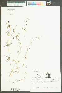 Galium obtusum image