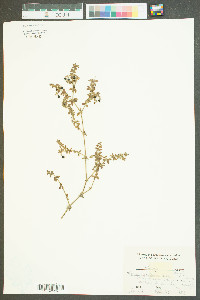 Galium pilosum image