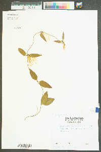 Gelsemium sempervirens image