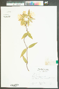 Gelsemium sempervirens image