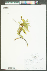 Gelsemium sempervirens image