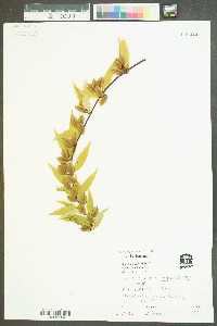 Gelsemium sempervirens image