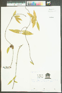 Gelsemium sempervirens image