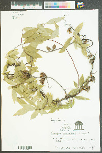 Gelsemium sempervirens image