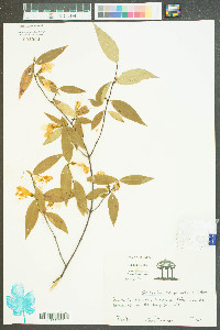 Gelsemium sempervirens image