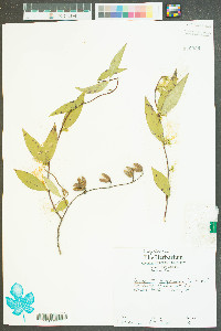 Gelsemium sempervirens image