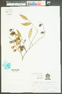 Gelsemium sempervirens image