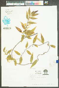 Gelsemium sempervirens image