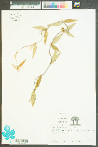 Gelsemium sempervirens image