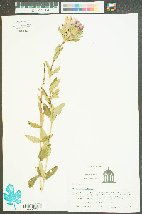 Gentiana saponaria image